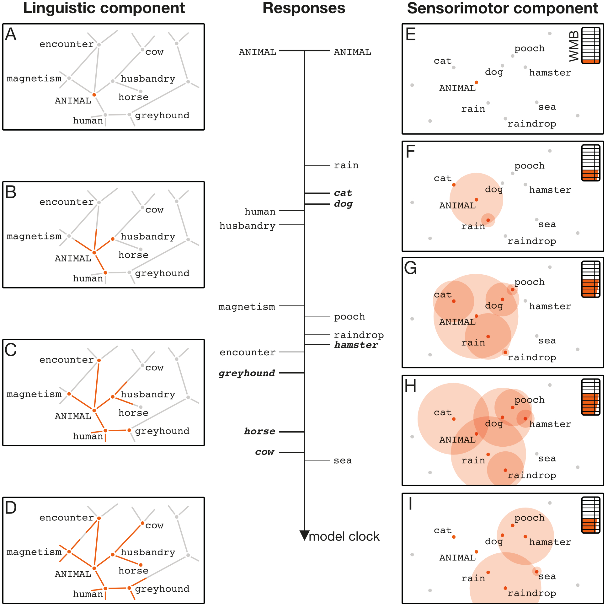 A figure taken from the paper preprint. The computational model has two components, "linguistic" and "sensorimotor". The linguistic component is illustrated by colour spreading through a network of connected concepts ("animal", "husbandry", "horse", "cow", etc.). The sensorimotor component is illustrated with bubbles of colour growing and popping, creating new circles as they meet new points in the space ("animal", "cat", "rain", etc.). In the centre, the list of all concepts reached in either component are listed.